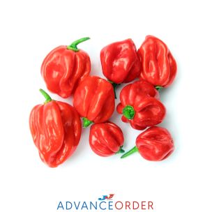 Scotch Bonnet Peppers Habanero Peppers 1x2kg