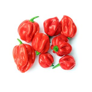 Scotch Bonnet Peppers Habanero Peppers 1x2kg